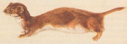 Study of weasel, 1888, by Beatrix Potter
